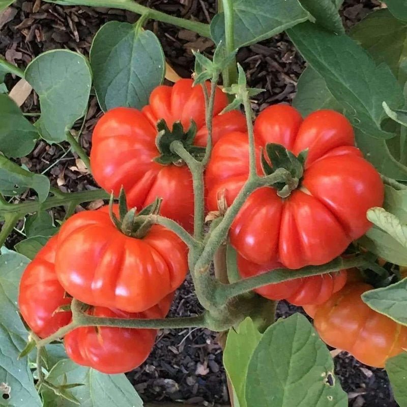 Semi di pomodoro Costoluto rosso da piantare per la coltivazione - Facile da piantare