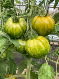 Tomate Cebra Samen for Home Gardening