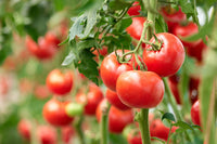 Rot Mortgage Gemüse Planting Samen - Premium Quality for Your Garden