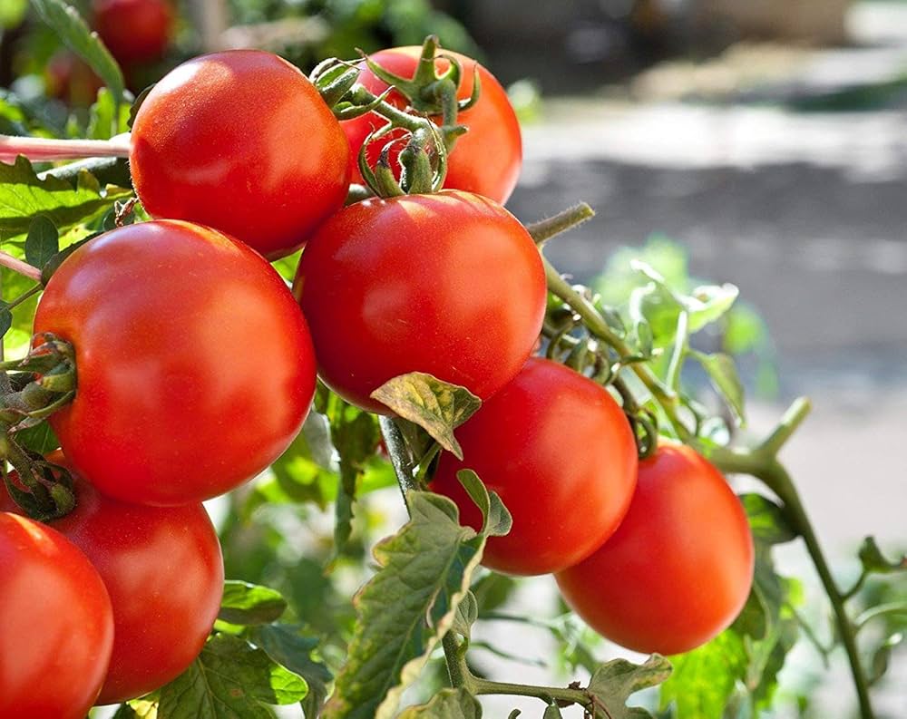 Freshly harvested tomatoes aus solanum lycopersicum pflanzen in home garten