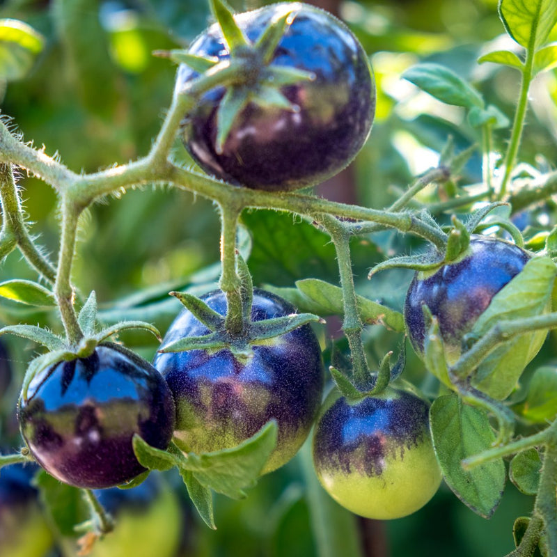 Step-by-step aussaat guide für grüne lila tomato samen