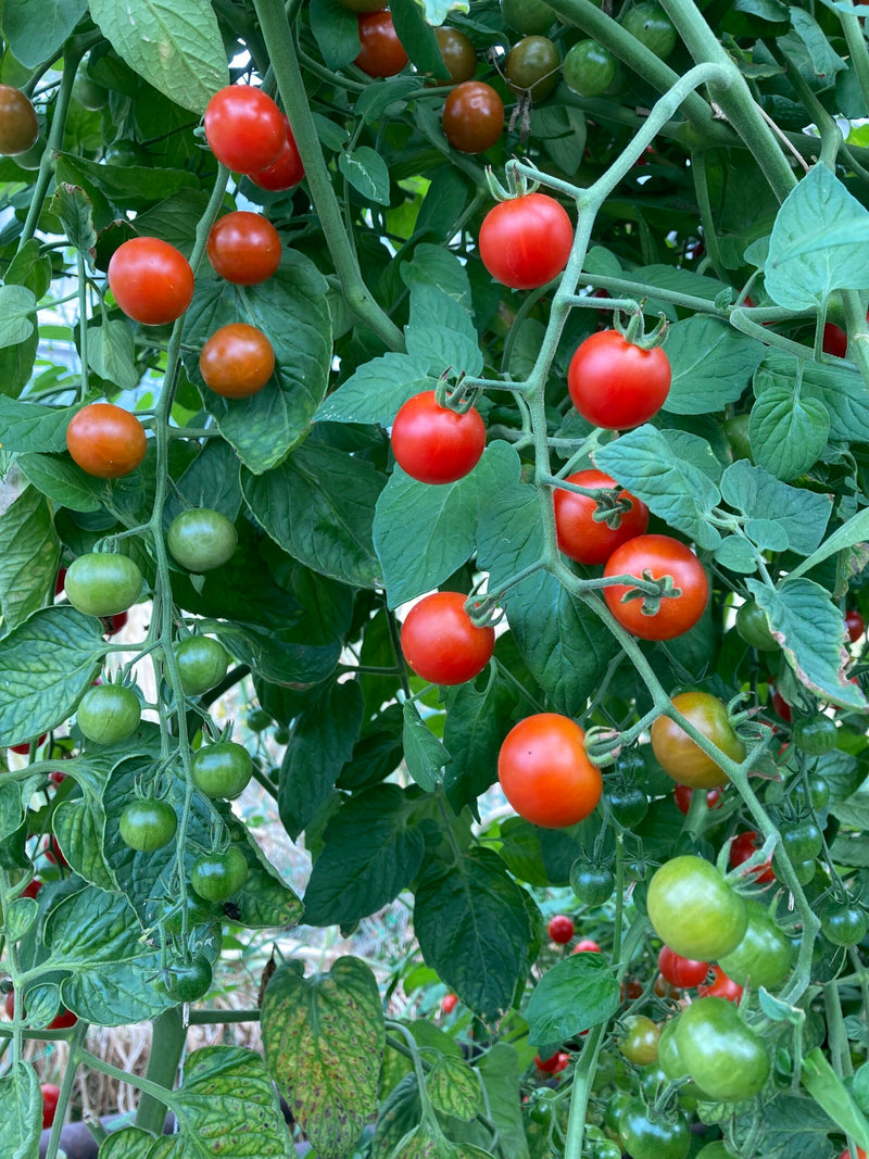 Graines de tomate rose et jaune à planter : graines de légumes