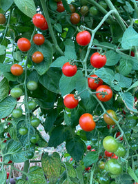 Pink and Gelb Tomate Samen zum Pflanzen - Gemüsesamen