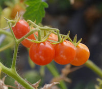 Everglades tomato samen germination seedlings garten