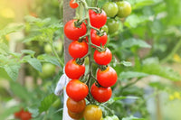 Mixed tomato samen germination seedlings garten