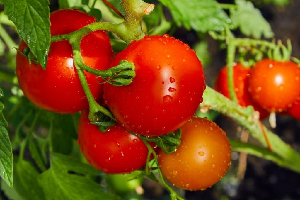 Independence day tomato samen für aussaat solanum lycopersicum