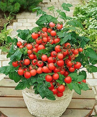 Non gmo tomato samen für home gardening