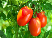 Tomato solanum lycopersicum samen für aussaat