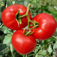 Organic tomato samen sprouting young pflanzen