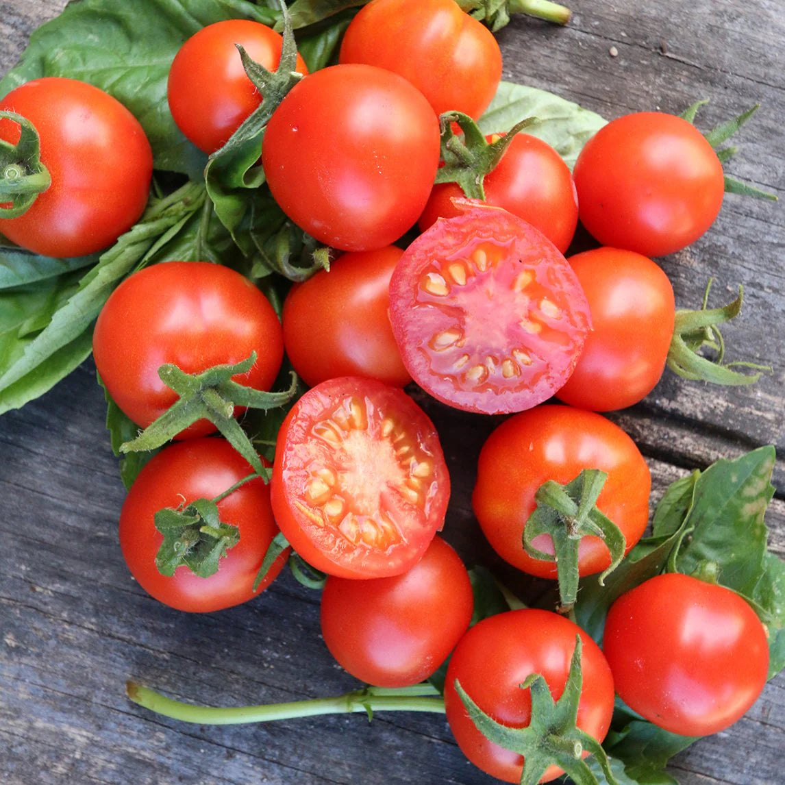 Bella Rosa Vffna Tomate Solanum lycopersicum Samen zum Pflanzen in Gemüse Patch