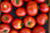 High germination tomato tree samen für warm season aussaat