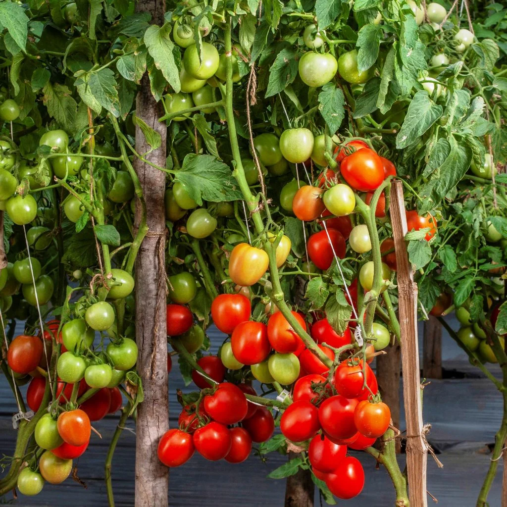 Tomato tree samen für long season tomato production