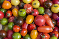 Mixed Tomate Solanum lycopersicum Gemüse Samen zum Pflanzen in Gemüse Patch