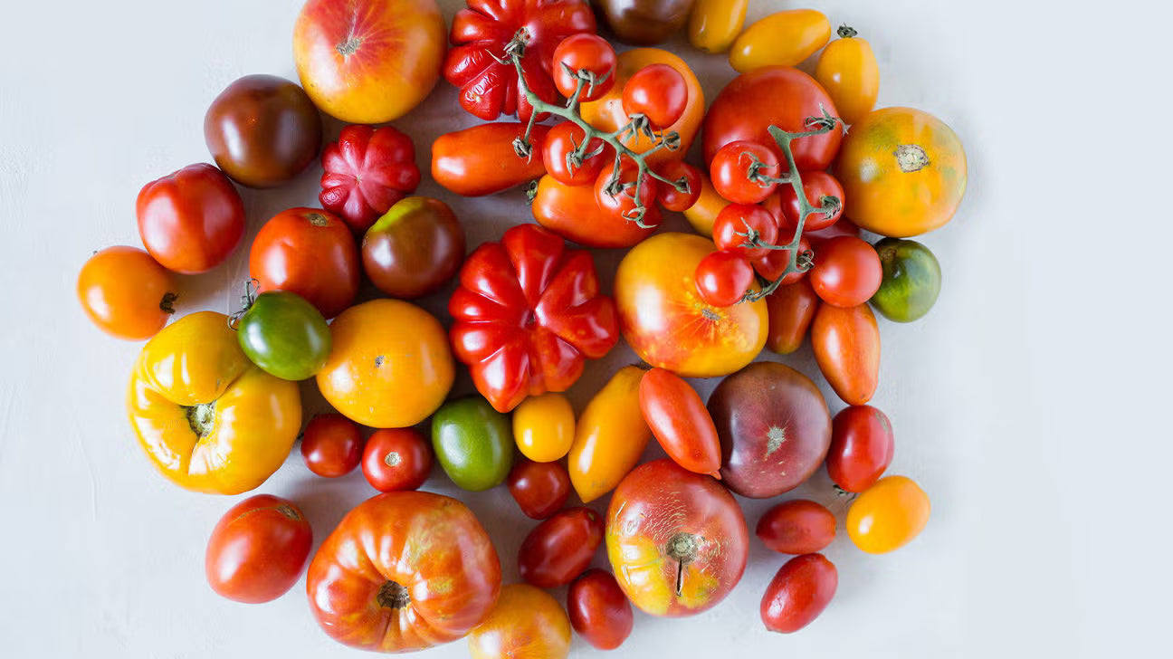 Mixed Tomate Solanum lycopersicum Gemüse Samen zum Pflanzen in Gemüse Patch