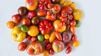 Mixed Tomate Solanum lycopersicum Gemüse Samen zum Pflanzen in Gemüse Patch