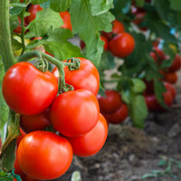 Rot Mortgage Gemüse Planting Samen - Premium Quality for Your Garden