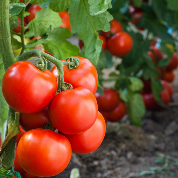 Rot Mortgage Gemüse Planting Samen - Premium Quality for Your Garden