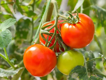Creole Tomate Solanum lycopersicum Samen zum Pflanzen in Gemüse Patch & Home Garden