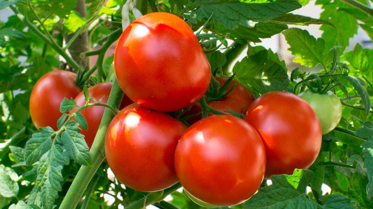 Mountain Pride Tomate Solanum lycopersicum Gemüse Samen zum Pflanzen in Gemüse Patch