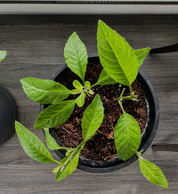 Tomorrows Leaf Samen ideal for Zuhause gardens