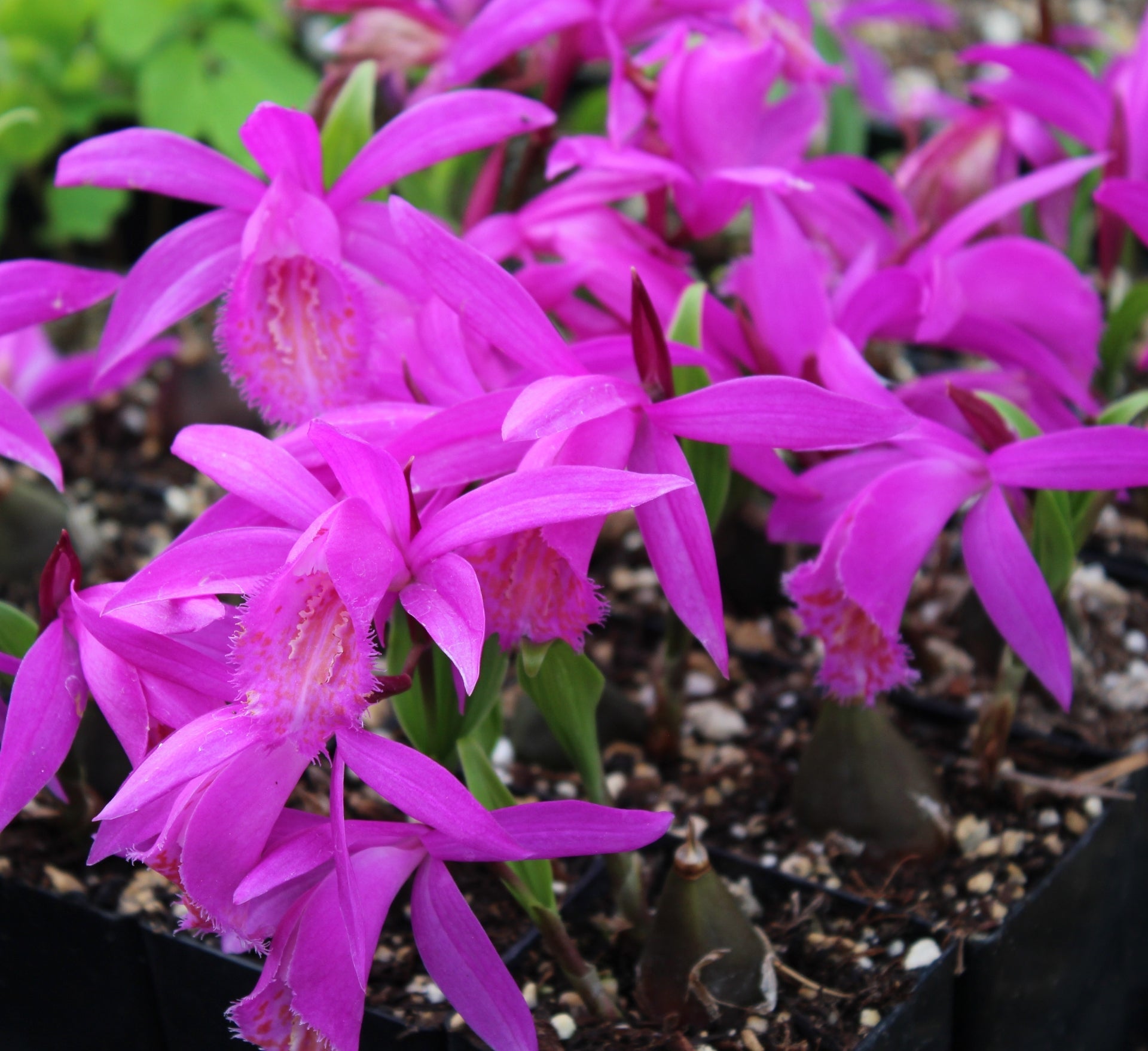 Hardy tongariro blumen brightening garten borders