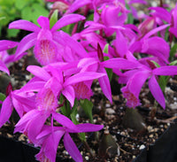 Hardy tongariro blumen brightening garten borders