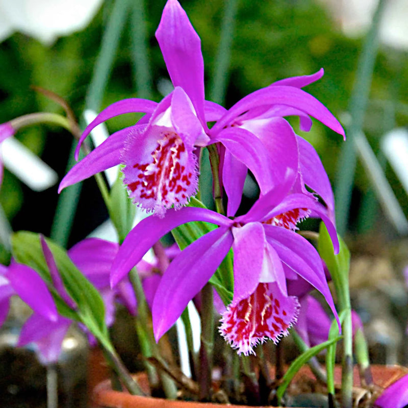 Tongariro hardy blume samen for anpflanzung