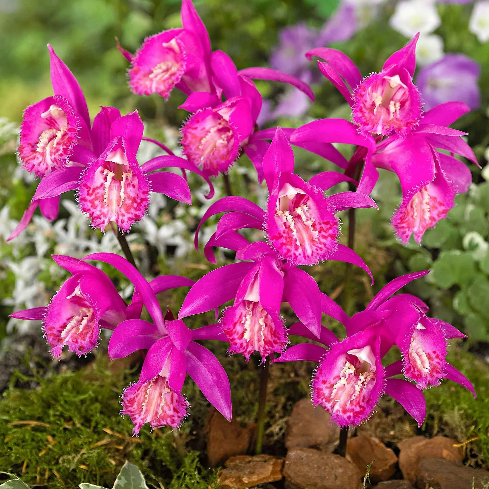 Tongariro blumen adding color to landscapes