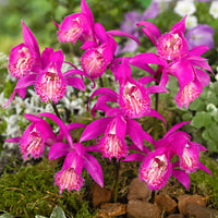 Tongariro blumen adding color to landscapes