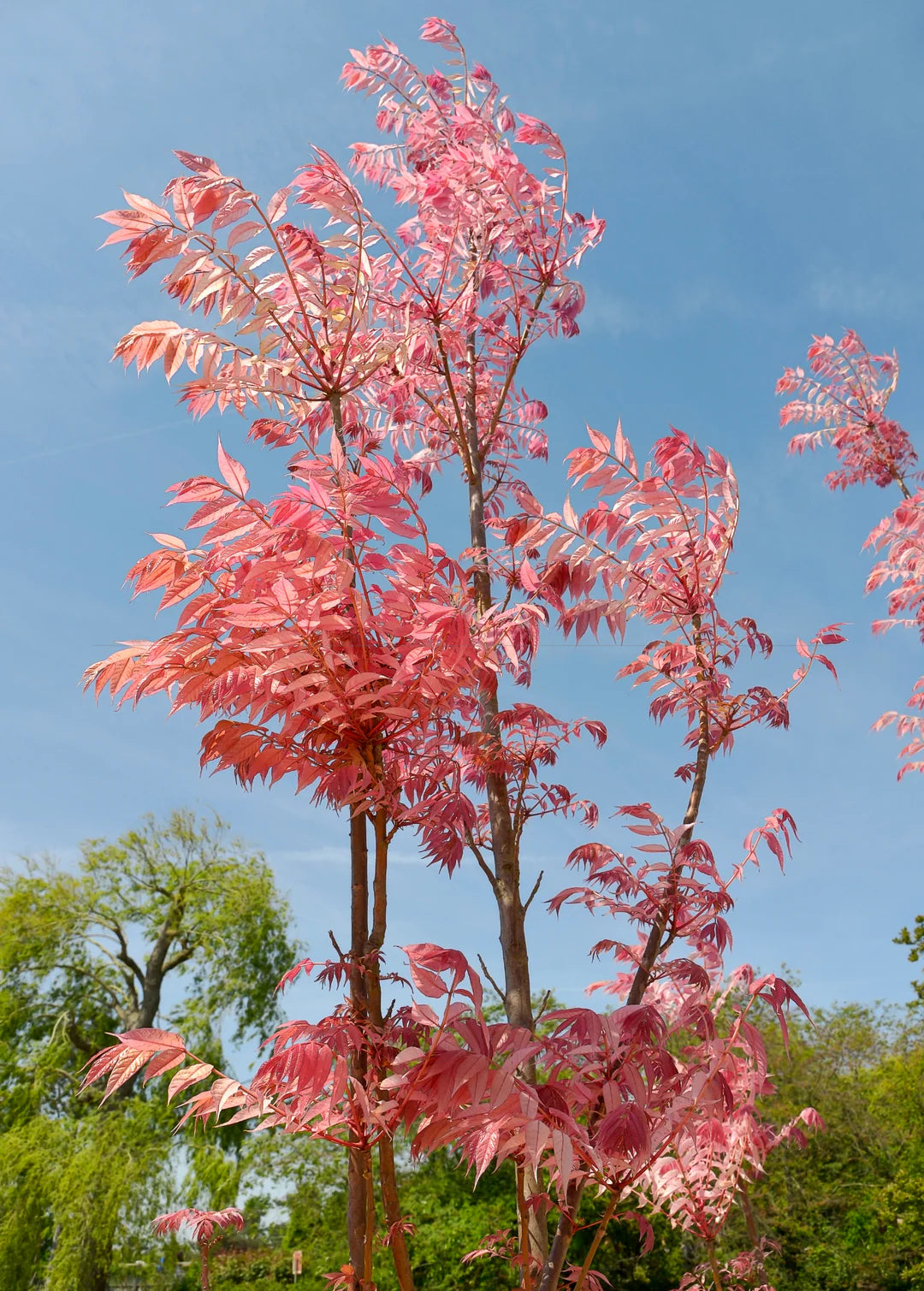 Chinese Toon Toona Sinensis Gemüsesamen