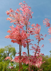 Chinese Toon Toona Sinensis Gemüsesamen