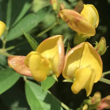Gelb Cajanus Blumensamen zur Aussaat – Garten beliebt – Traditionssorte & ohne Gentechnik Samen Hausgarten