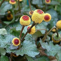 Toothache pflanze samen – spilanthes oleracea rot and gelb blume variety