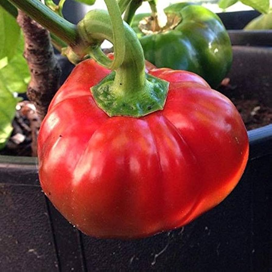 Topepo rosso pepper samen italienische traditionelle variety