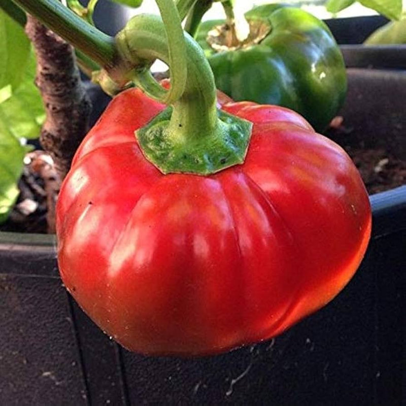 Topepo rosso pepper samen italienische traditionelle variety