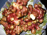 Topinambur (Jerusalem Artichoke) Gemüse Samen zum Pflanzen