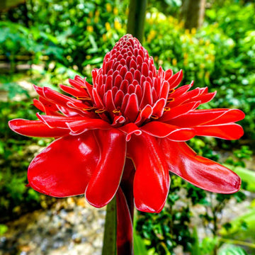 Torch ginger blume samen for anpflanzung