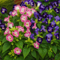 Torenia Blumensamen zur Aussaat und Gardening