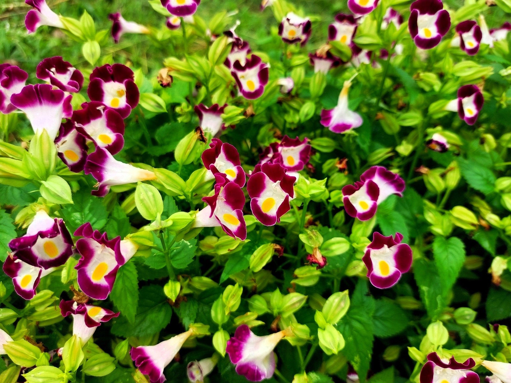 Torenia kauai blume samen for anpflanzung