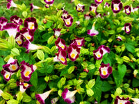 Torenia kauai blume samen for anpflanzung
