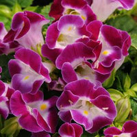 Violett Torenia Kauai Blumensamen zur Aussaat – robust Sorte – Traditionssorte & ohne Gentechnik Samen Hausgarten
