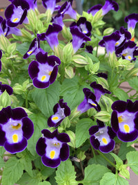 Torenia Blumensamen zur Aussaat farbenfroh Schau Traditionssorte & ohne Gentechnik Samen Hausgarten