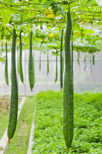 Towel Gourd Handtuchkürbis Gemüsesamen Gemüsesamen