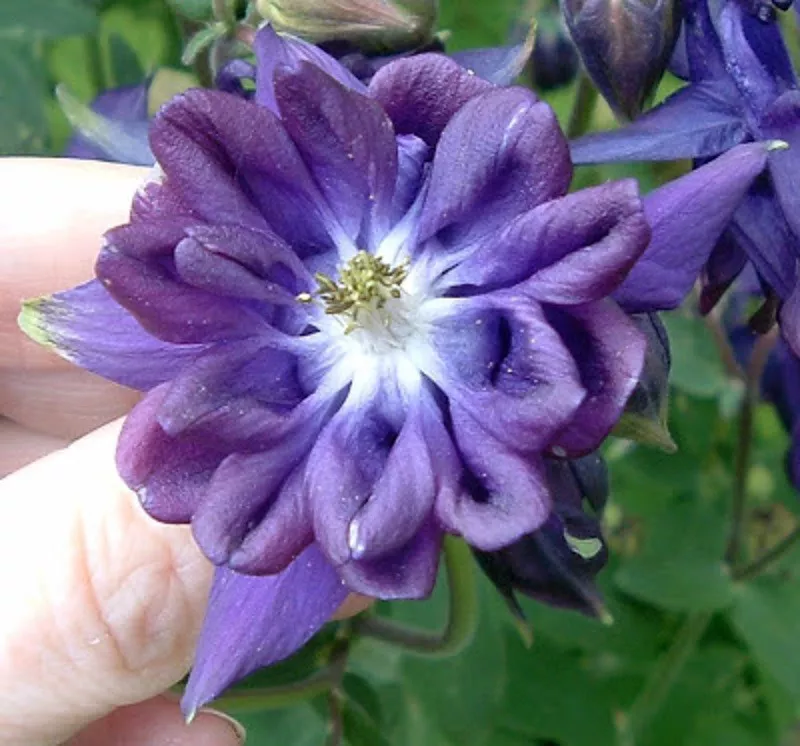 Tower columbine blau blume samen for anpflanzung