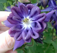 Tower columbine blau blume samen for anpflanzung