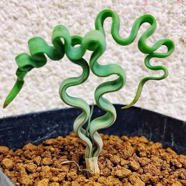 Tortilis Spiral Blumensamen zur Aussaat sonnenliebend Traditionssorte & ohne Gentechnik Samen Hausgarten