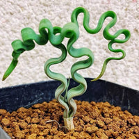 Tortilis Spiral Blumensamen zur Aussaat sonnenliebend Traditionssorte & ohne Gentechnik Samen Hausgarten