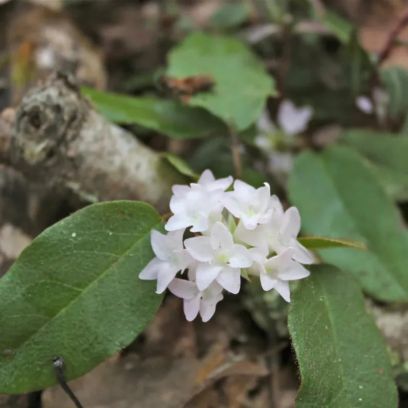 Trailing arbutus forming natural ground cover