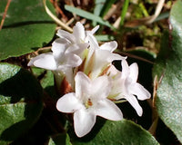 Trailing arbutus in shaded woodland garten