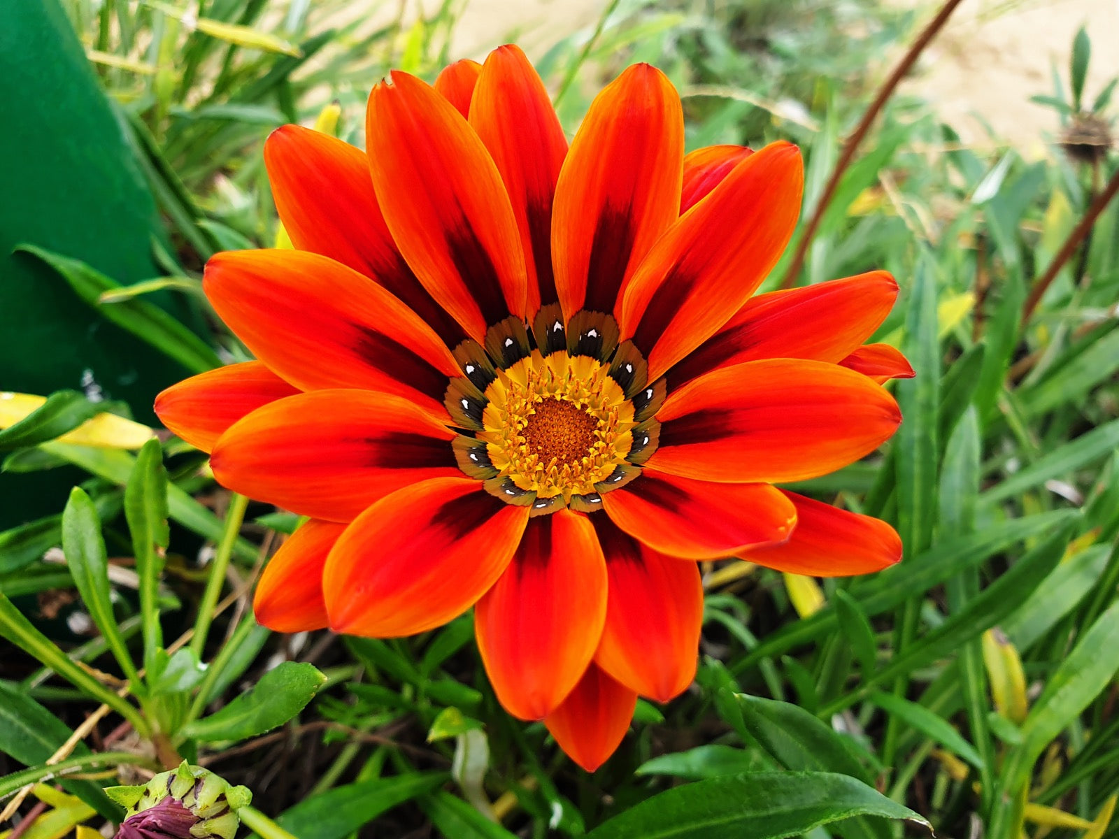 Rot Orange Mittagsgold Blumensamen zur Aussaat – ideal Rabatten – Traditionssorte & ohne Gentechnik Samen Hausgarten